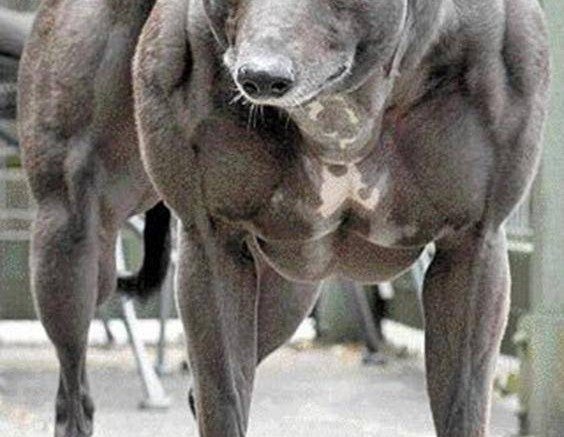 Whippet Dog Muscle
