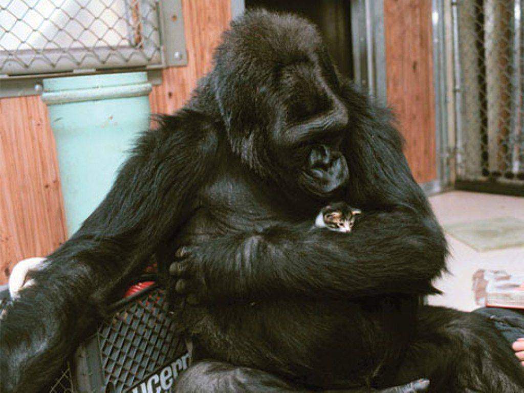 Koko The Gorilla Takes Queue From Al Gore: 'Man Stupid. Protect Earth.'1024 x 768