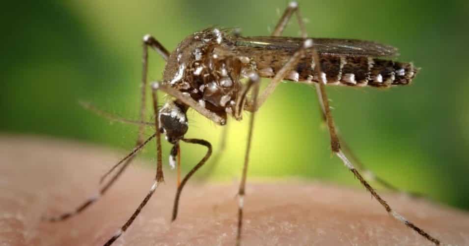 Bite Me: Human Successfully Vaccinated By Genetically Modified Mosquitos
