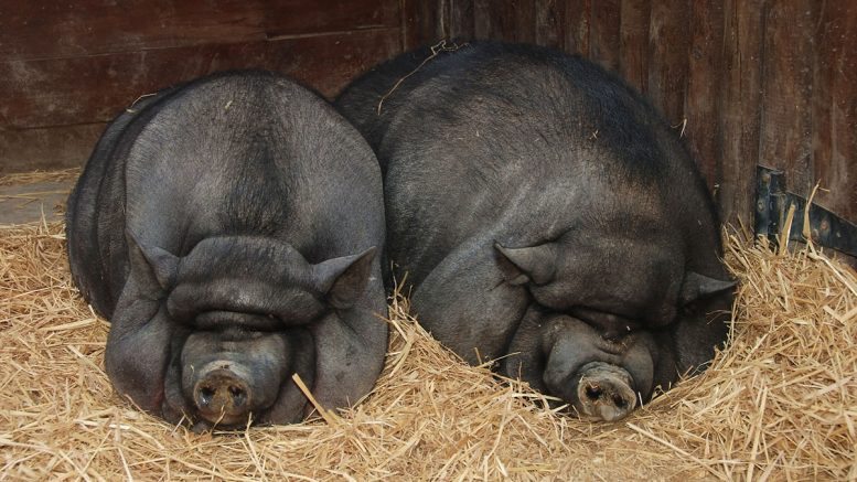 pair of pigs