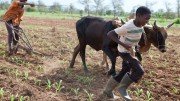 Farming in Zambia