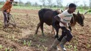 Agricultura na Zâmbia