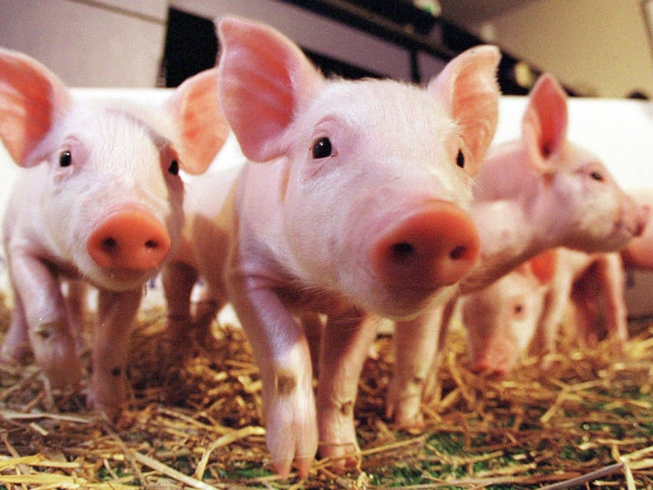 China Fully Automates Cloning Of Pigs