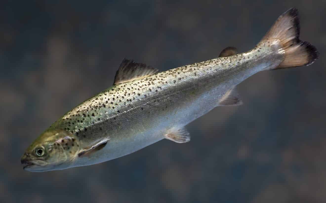 Next On Your Plate: Genetically Modified Salmon