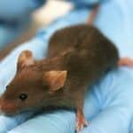 Scientists Create Mouse Chimera That Has 4% Human Cells