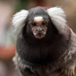 Scientists Splice Human Genes Into Monkey Brains