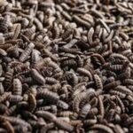 Let 'Em Eat Bugs: Thanks To ADM, Illinois To Become Home Of World's Largest Insect Farm