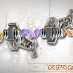 CRISPR-Cas9_Editing_of_the_Genome_(26453307604)