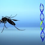 Citizen Fury As One Billion GMO Mosquitos To Be Released In Florida