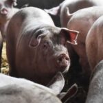 Kidney From Genetically Modified Pig Transplanted Into Human