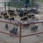 wild pig trap