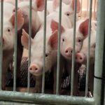 GMO 'Humanized Pigs" Created In China To Study COVID