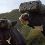 Cows Get VR Headsets To Reduce Anxiety, Increase Milk Production