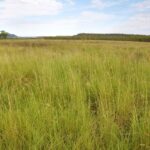 Queensland Bluegrass grassland