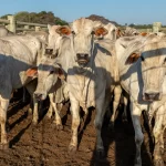 Pandora's Box? FDA Unleashes Gene-Edited Cattle In U.S.