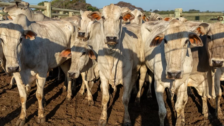 Bon Appétit, Pandora’s Box: FDA Unleashes Gene-Edited Cattle In U.S. Short-hair-cattle-777x437