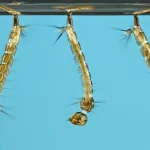 Mosquitoes With Synthetic DNA Scheduled For California Release