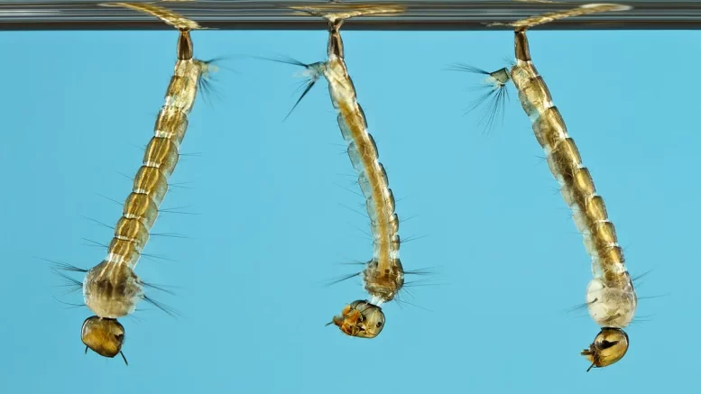 Es sollen Stechmücken mit synthetischer DNA in Kalifornien freigesetzt werden