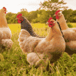 CRISPR Fried Chicken: Genetically Engineered Hens Made to Kill Their Male Chicks