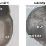 synthetic embryos