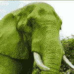 The Plague Of Green Elephants