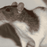 Ratman: Human Brain Cells Grown In Rats