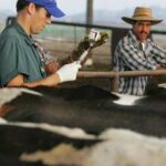 Toxic Stew: Big Pharma Seeks To Inject Livestock With mRNA 'Vaccines'
