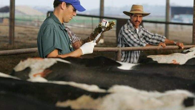 Toxic Stew: Big Pharma Seeks To Inject Livestock With mRNA ‘Vaccines’