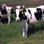 Got Milk? China Building Herd Of Mutant GMO Super Cows