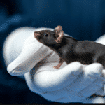 Transhumanist Scientists Create Mice With ‘Two Dads’