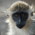 Green Monkeys: BioNTech’s mRNA Factory And The Marburg Virus