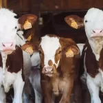cloned-cows