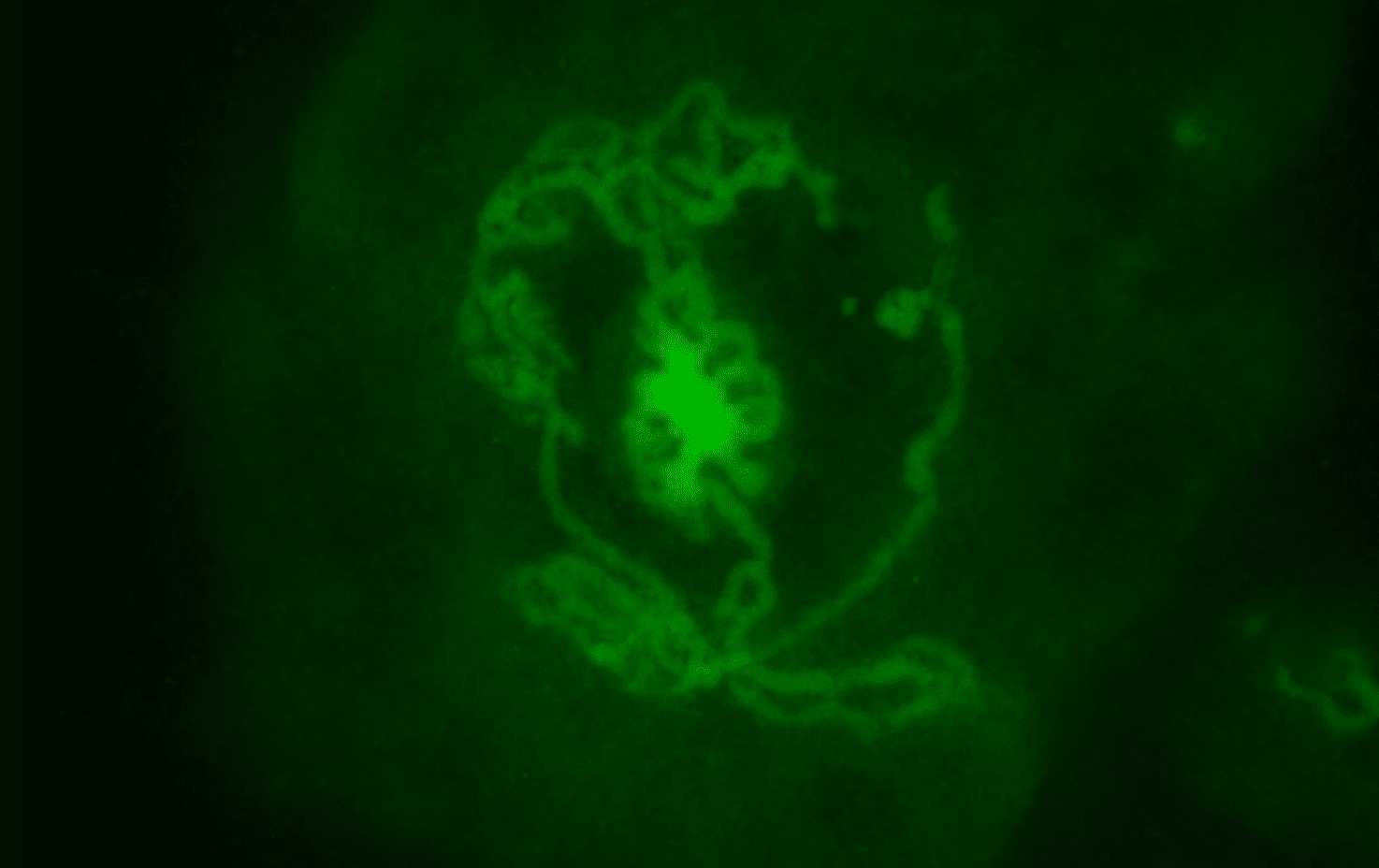 En fluorescerande bild av en testikelorganoid skapad av musembryon och inkuberad i en skål i 14 dagar. De rörformade strukturerna som bildas i skålen är tydligt synliga. Markerade i grönt är Sertoli-celler, som är de celler som ansvarar för bildandet av tubuli i testikeln och faktiskt skapar tubuli i skålen. (KREDIT: Cheli Lev)