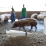 Deadly mRNA Vaccine Trial Test Results In Hogs? mrna-blog-2024